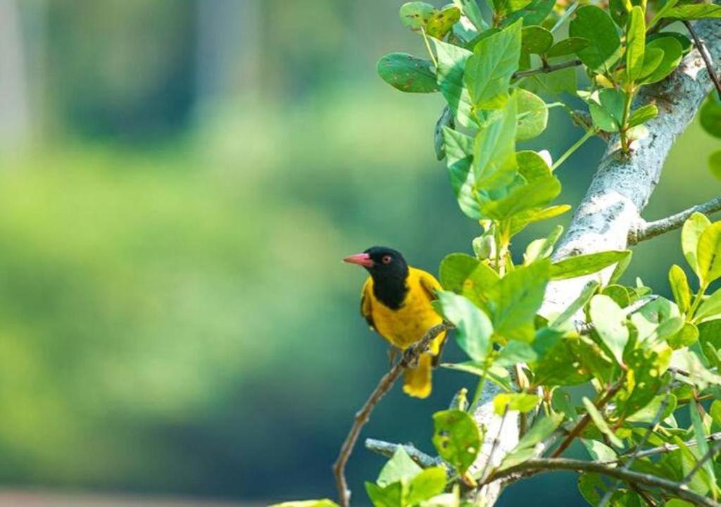 タンガラ Peacock Garden Bed & Breakfast エクステリア 写真