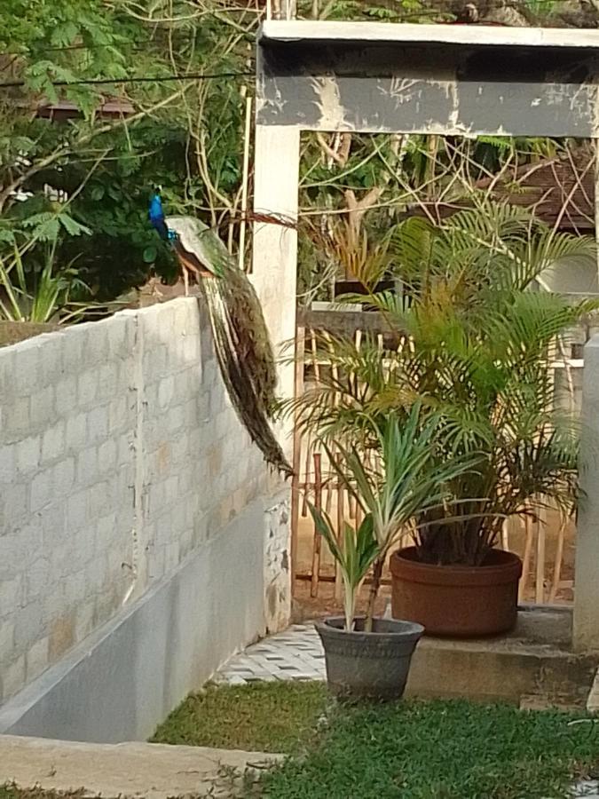 タンガラ Peacock Garden Bed & Breakfast エクステリア 写真