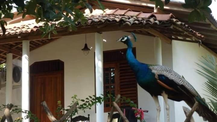 タンガラ Peacock Garden Bed & Breakfast エクステリア 写真