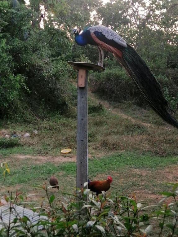 タンガラ Peacock Garden Bed & Breakfast エクステリア 写真